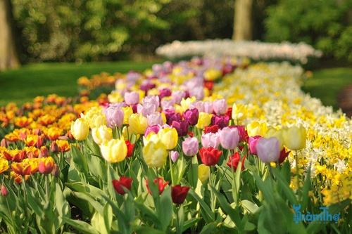 trồng các loại củ lớn như hoa thủy tiên vàng, hoa tulip và cây Alliums - kythuatcanhtac.com