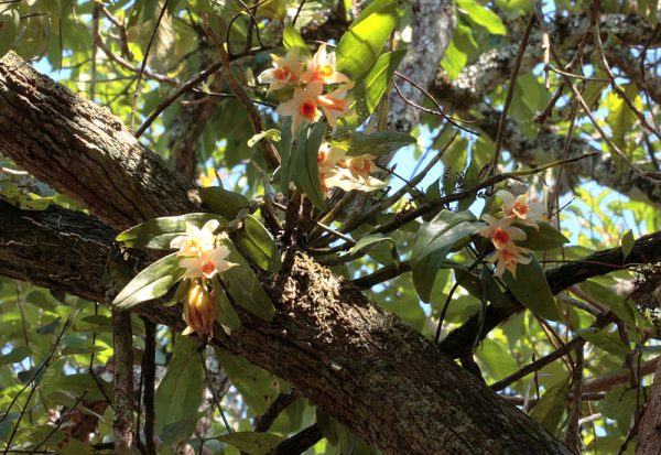 Nhất điểm hoàng - Dendrobium cariniferum - kythuatcanhtac.com