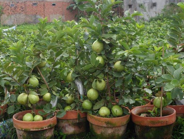 Những loại cây ăn quả trồng trong chậu lớn nhanh như thổi, quả sai trĩu cành - 1 - kythuatcanhtac.com