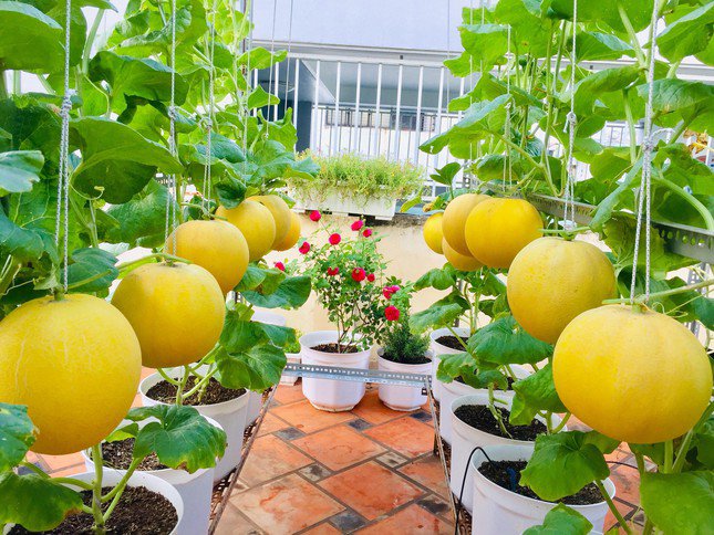 Mẹ đảm Sài Gòn chia sẻ bí quyết trồng cà chua sai trĩu quả, thu hoạch 100kg mỗi vụ - 5 - kythuatcanhtac.com