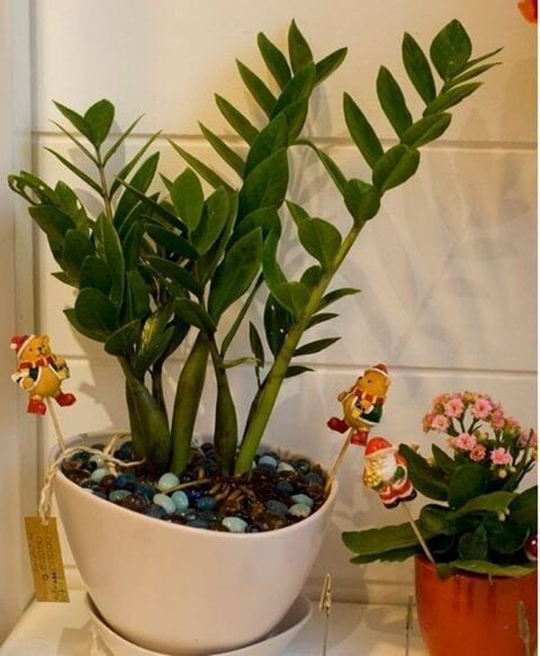 Có 3 loại cây trường thọ bạn không nên bỏ qua, rước vào nhà sẽ gặp nhiều may mắn - 1 - kythuatcanhtac.com