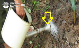 Tưới nước bằng thùng tưới có gắn vòi sen - kythuatcanhtac.com