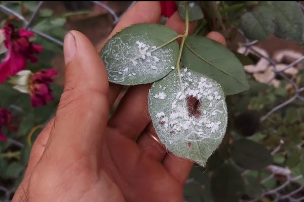 Rệp sáp hại cây hoa hồng - kythuatcanhtac.com