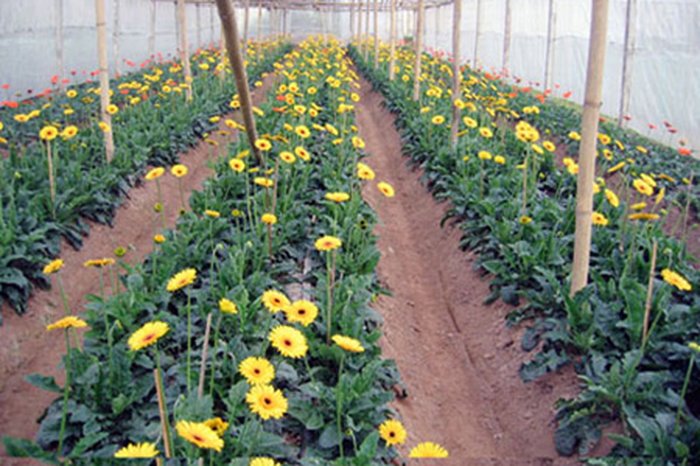 Kỹ thuật trồng và chăm sóc hoa đồng tiền - kythuatcanhtac.com