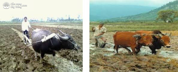 Cày đất bằng trâu, bò để gieo mạ - kythuatcanhtac.com