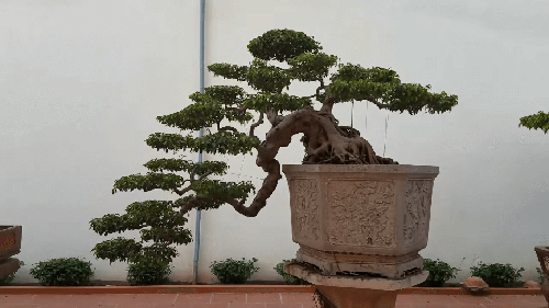 Cây bonsai dáng huyền – Dáng bonsai nghệ thuật được ưa chuộng 5 - kythuatcanhtac.com