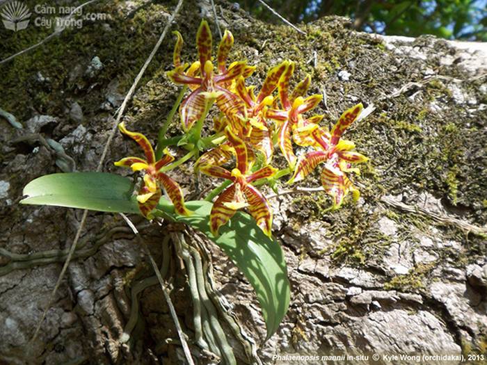 Hồ điệp Ẩn (Phalaenopsis mannii) - kythuatcanhtac.com