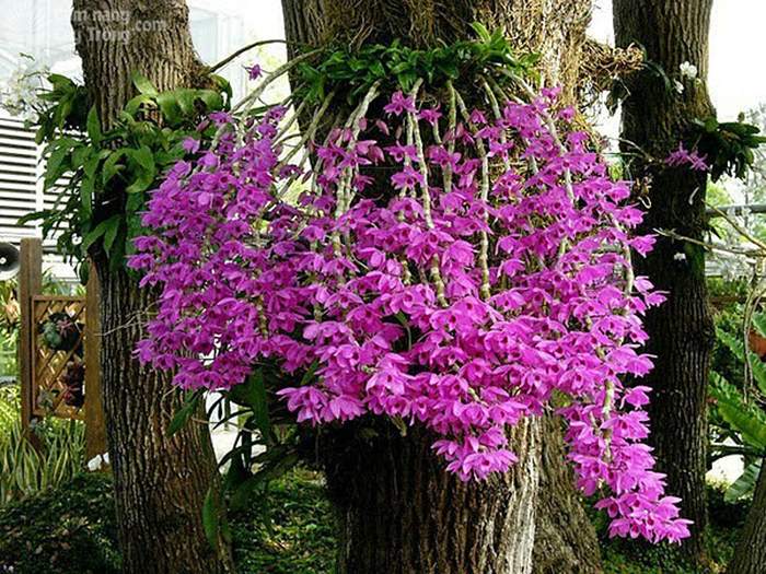 Hoàng thảo giả hạc (Dendrobium anosmum = D. superbum) - kythuatcanhtac.com