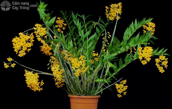 Hoàng thảo long nhãn (Dendrobium fimbriatum) - kythuatcanhtac.com