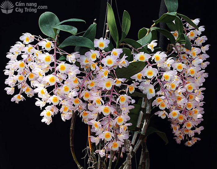 ​Hoàng thảo duyên dáng (Dendrobium amabile) - kythuatcanhtac.com