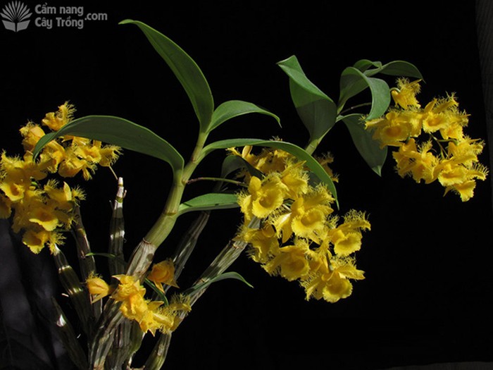 Hoàng thảo tua (Dendrobium harveyanum) - kythuatcanhtac.com