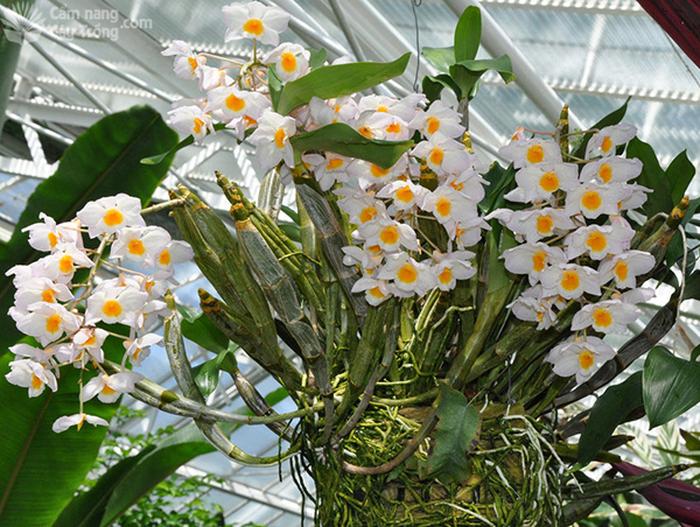Hoàng thảo thủy tiên vàng (Dendrobium palpebrae) - kythuatcanhtac.com