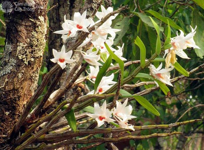 Hoàng thảo thất điểm hồng (Dendrobium draconis) - kythuatcanhtac.com