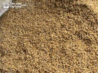 Mầm hạt lúa giống có thể sạ lan - kythuatcanhtac.com