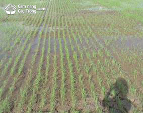 Lúa mọc lên có hàng lối - kythuatcanhtac.com