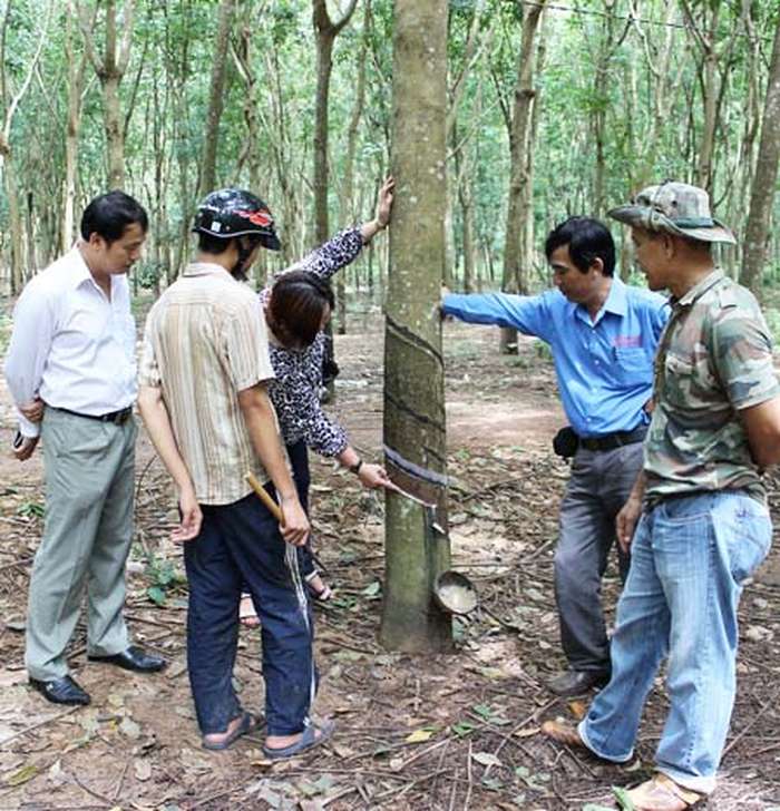 Ông Đỗ Thành Như (bên phải), chủ vườn cao su ở xã Long Tân (Dầu Tiếng, Bình Dương), vui mừng khi cây KMC cho mủ trở lại. - kythuatcanhtac.com