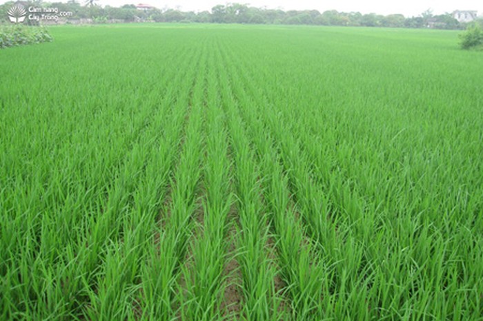 Ruộng lúa được cấy bằng máy - kythuatcanhtac.com