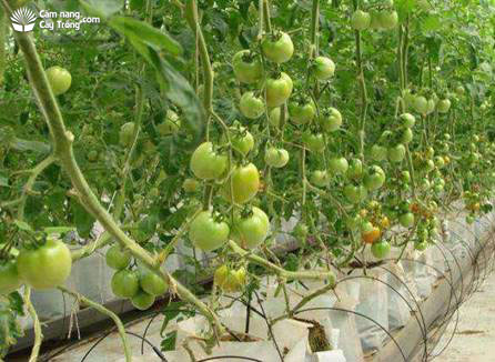 Cây cà chua ở giai đoạn hình thành quả - kythuatcanhtac.com