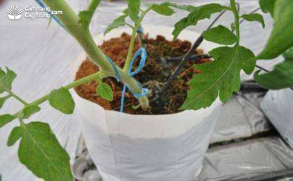 Tưới nước và bón phân cho cây cà chua ở giai đoạn phát triển thân lá - kythuatcanhtac.com