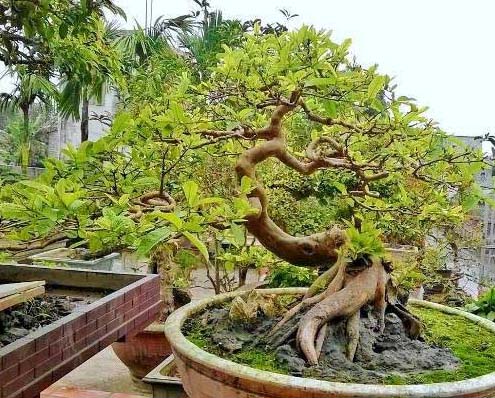 Cây bonsai kiểu rồng bay - kythuatcanhtac.com