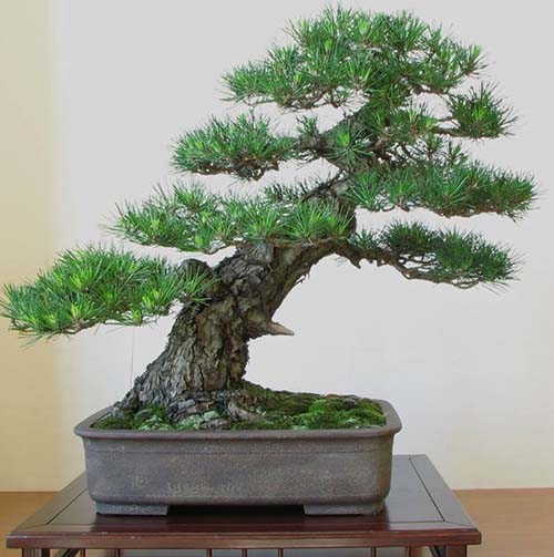 Cây bonsai thân nghiêng - kythuatcanhtac.com