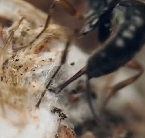 Ong bắp cày đẻ trứng ký sinh vào nhện - kythuatcanhtac.com