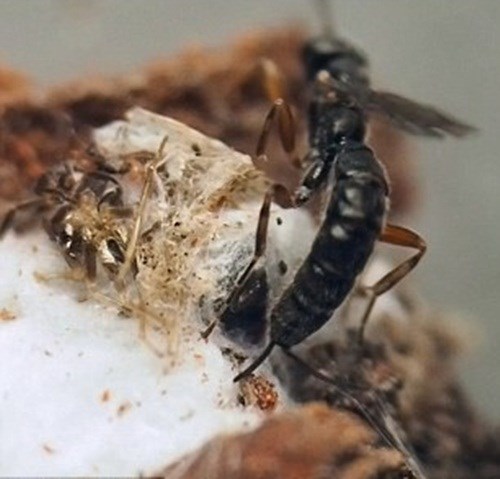 Ong bắp cày đẻ trứng ký sinh vào nhện - kythuatcanhtac.com