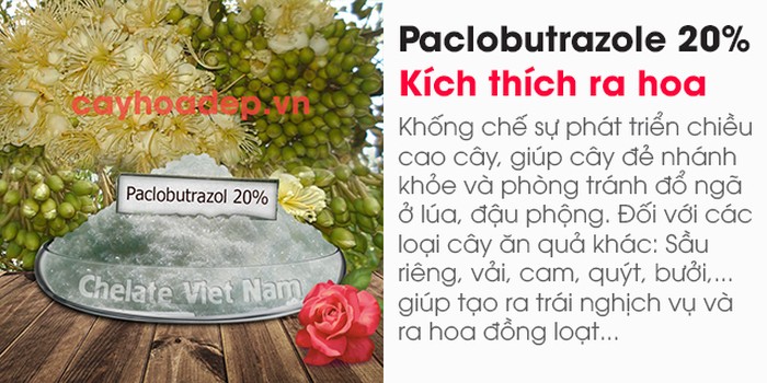 Bán buôn, bán lẻ Paclobutrazol 20% kích thích ra hoa - kythuatcanhtac.com
