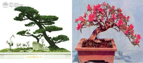 Cây Sanh dáng nghiêng và cây Hoa giấy dáng nghiêng - kythuatcanhtac.com