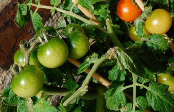 Lạ đời cách trồng cà chua thái miếng chỉ mất vài phút, sau được cả vườn cà chua sai trĩu - 1 - kythuatcanhtac.com