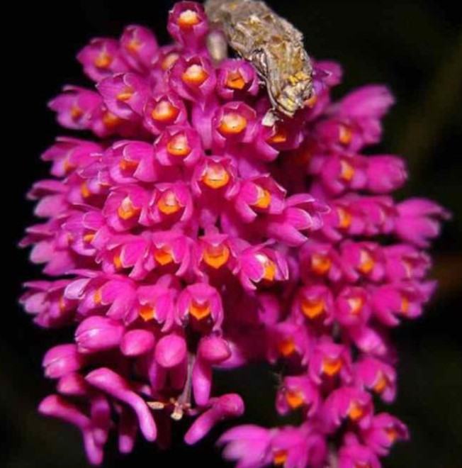 Hoa lan báo hỷ - Loài hoa có sắc đẹp rực rỡ và hương thơn cuốn hút 22 - kythuatcanhtac.com