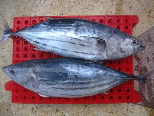 Cá ngừ chấm (cá ngừ bông) - kythuatcanhtac.com