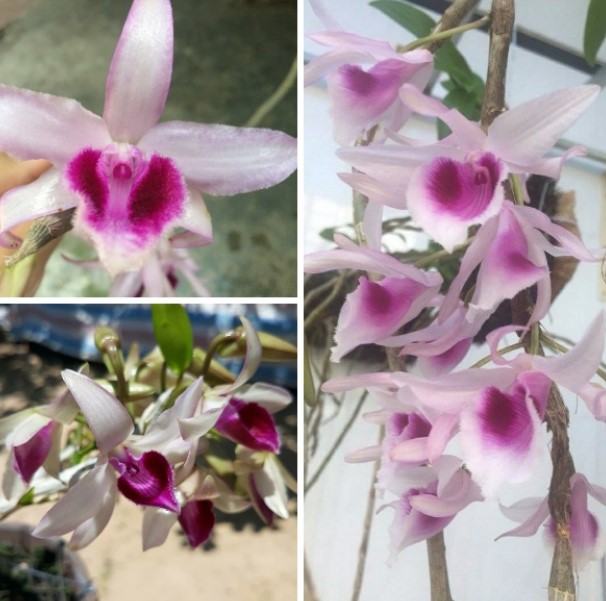 Hoa lan ý ngọc - Nguồn gốc, đặc điểm, cách trồng và chăm sóc hoa lan ý ngọc 14 - kythuatcanhtac.com