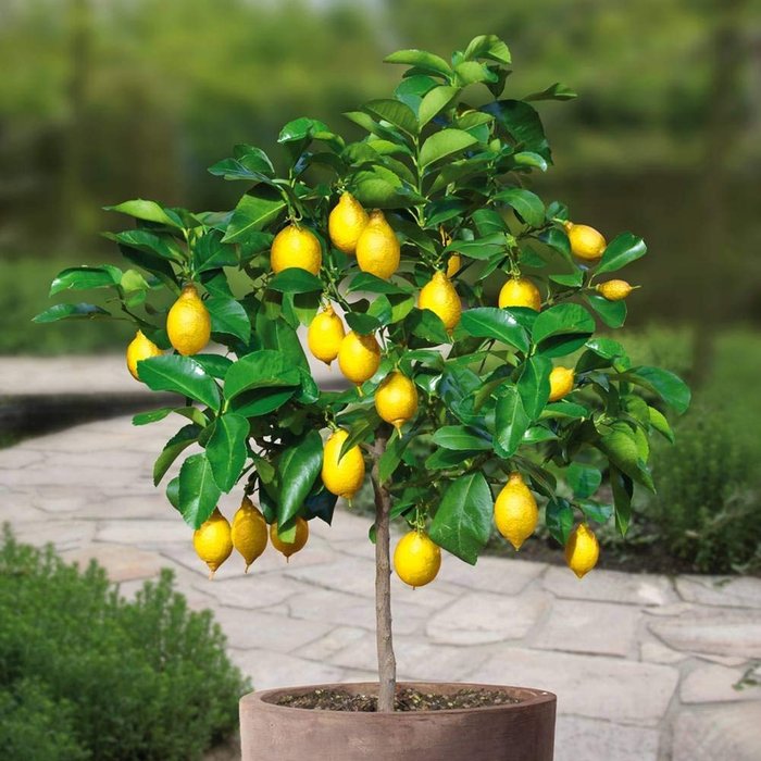 Bí quyết trồng chanh vàng Mỹ thơm ngon - kythuatcanhtac.com