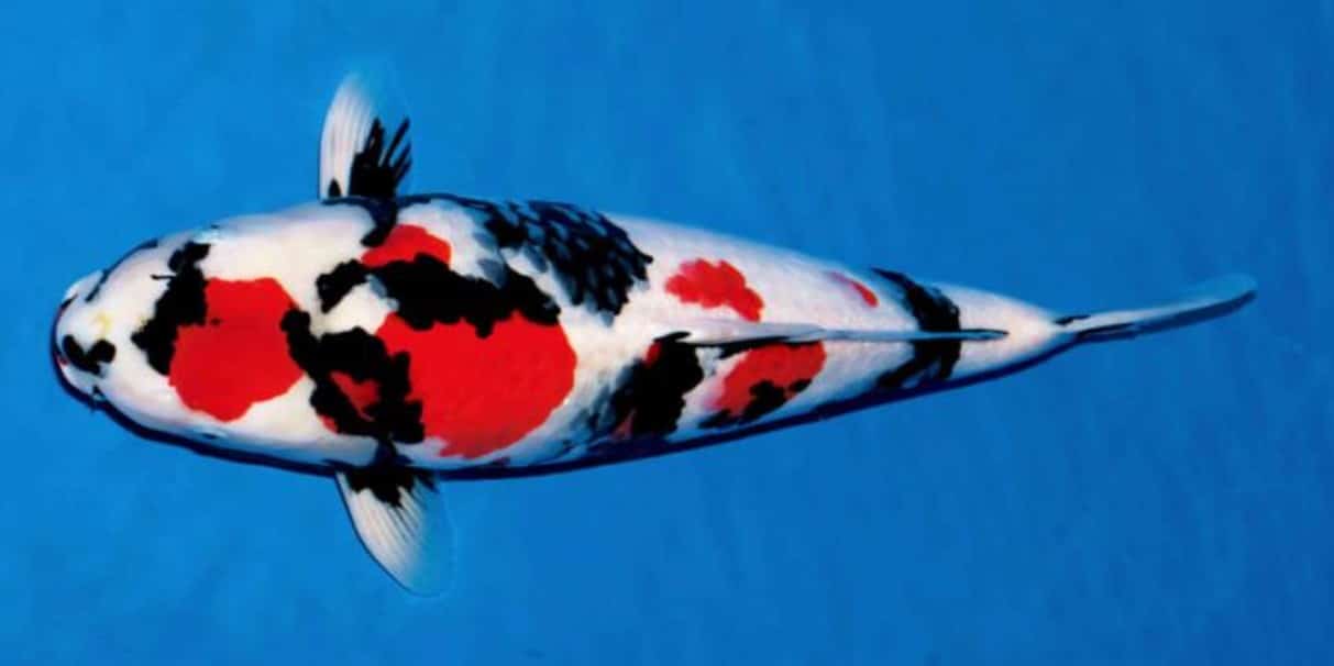 Cá chép koi - Những loại cá chép koi được ưa chuộng 26 - kythuatcanhtac.com