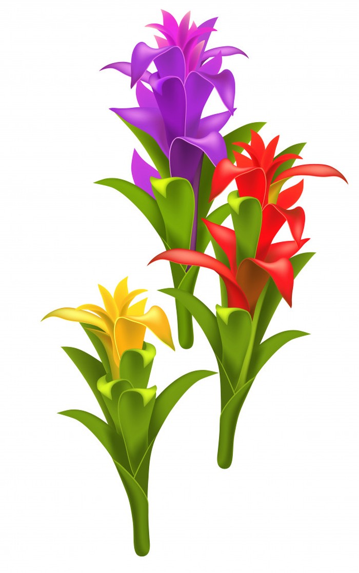 Học cách trồng cây phong lộc hoa hút tài lộc đón năm mới - kythuatcanhtac.com