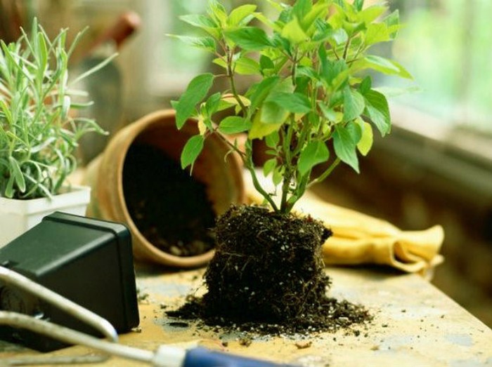 Cách chăm sóc bonsai văn phòng hiệu quả - kythuatcanhtac.com