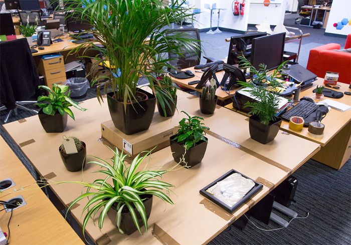 Cách chăm sóc bonsai văn phòng hiệu quả - kythuatcanhtac.com