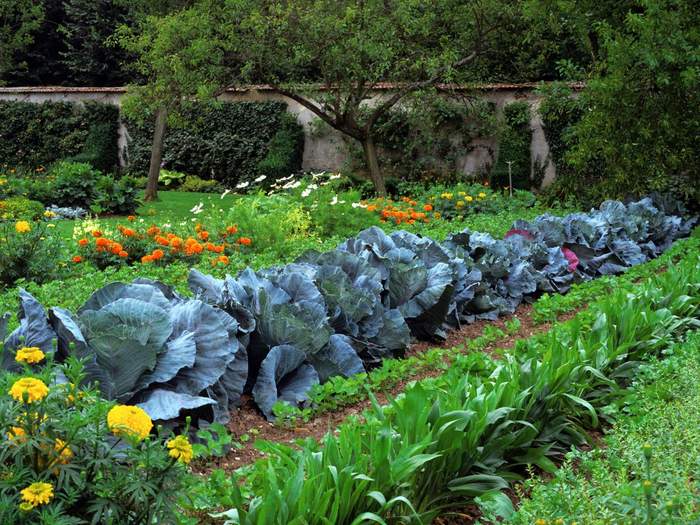 Mẹo làm vườn hữu ích cho người thích trồng rau - kythuatcanhtac.com