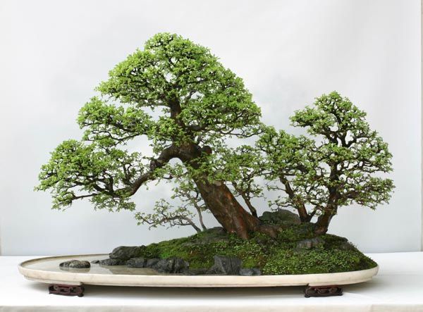 Lưu ý khi trồng bonsai trong nhà - kythuatcanhtac.com