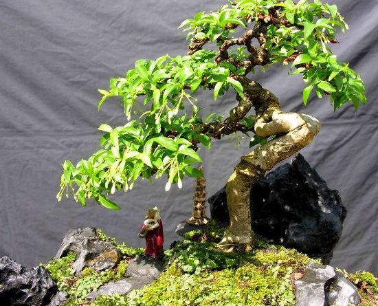 Lưu ý khi trồng bonsai trong nhà - kythuatcanhtac.com