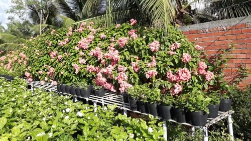 Cây én hồng – Một loại hoa thích hợp để trồng cây cảnh quan sân vườn 4 - kythuatcanhtac.com