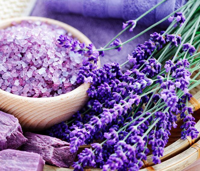 Ý nghĩa của hoa lavender - kythuatcanhtac.com