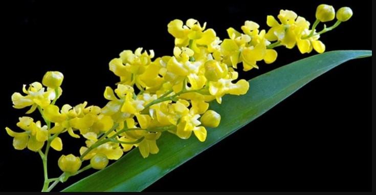 Hoa lan màu vàng - Những ý nghĩa của hoa lan màu vàng có thể bạn chưa biết 15 - kythuatcanhtac.com