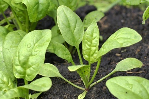 Cách trồng rau chân vịt - kythuatcanhtac.com