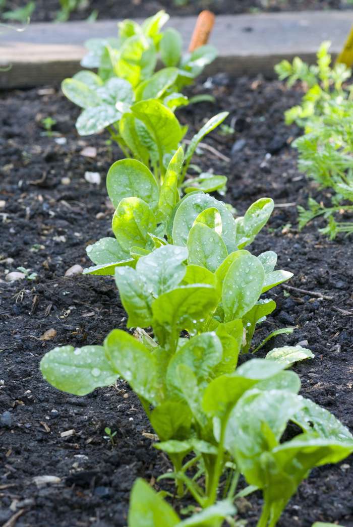 Cách trồng rau chân vịt - kythuatcanhtac.com