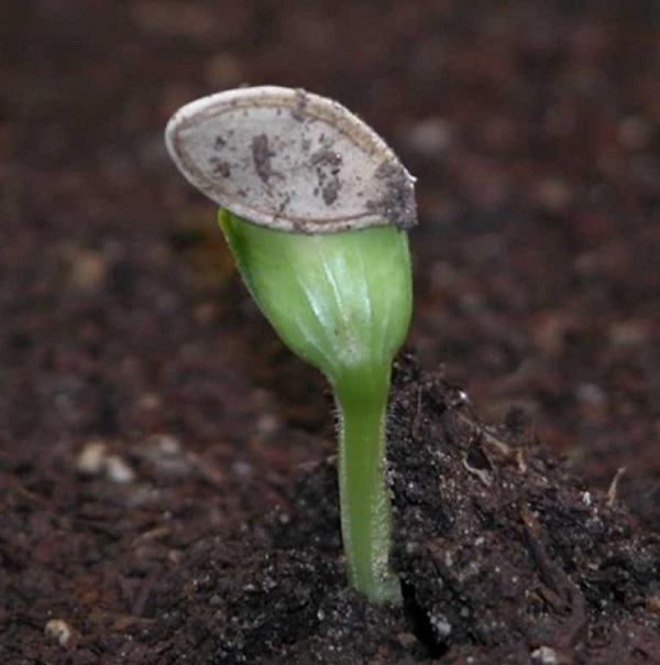 Cách trồng cây bí ngồi tại nhà - kythuatcanhtac.com