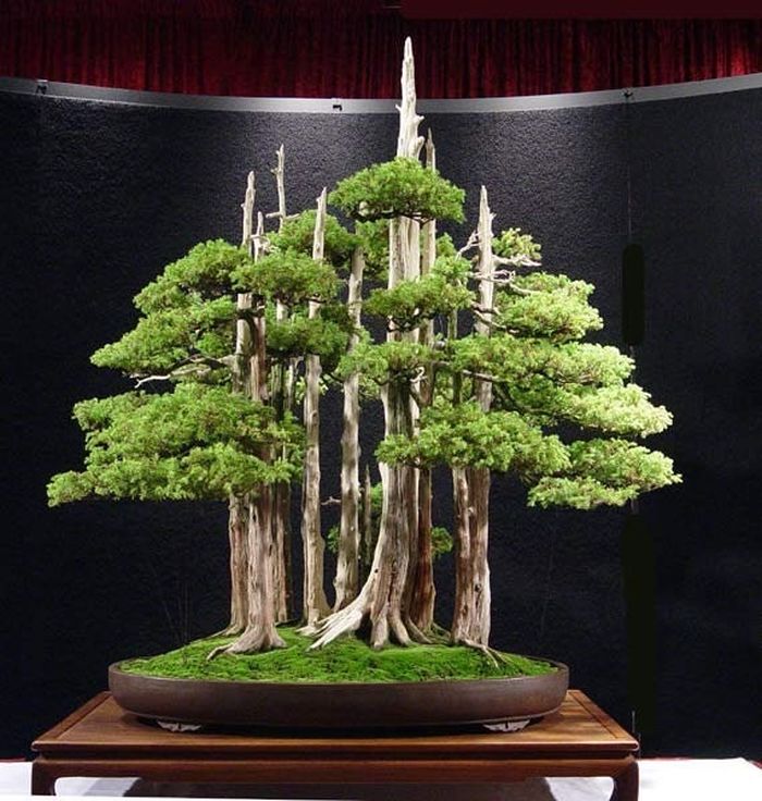 Cách tạo rêu bonsai cho cây cảnh nghệ thuật - kythuatcanhtac.com