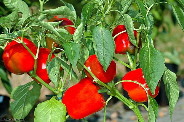 Cách trồng ớt chuông tại nhà - kythuatcanhtac.com