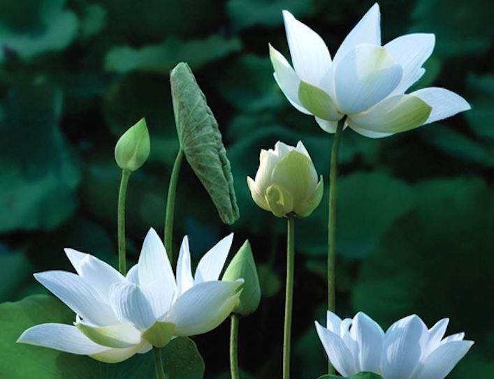 Hoa sen trắng - kythuatcanhtac.com
